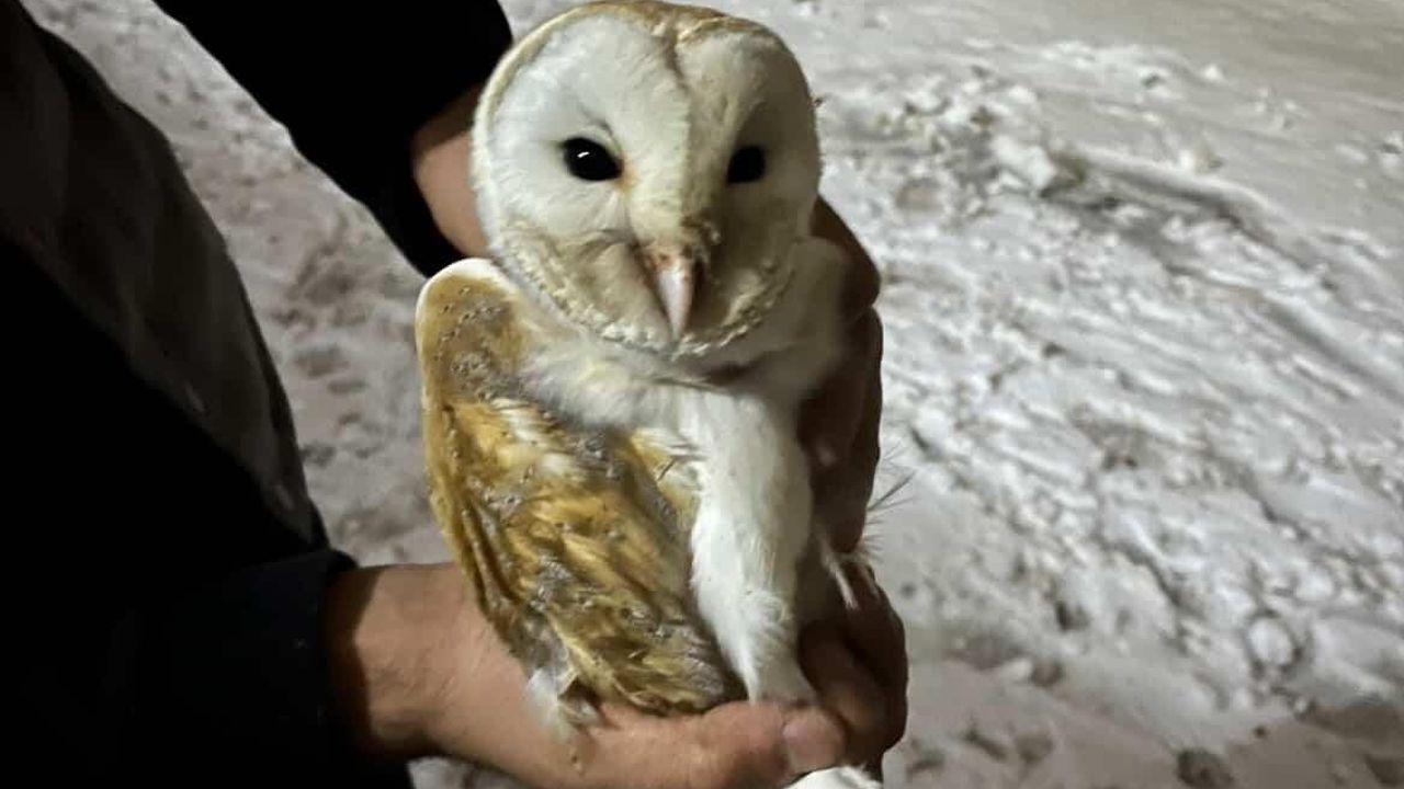 Diyarbakır Çınar'da Peçeli Baykuş Ahıra Sığındı