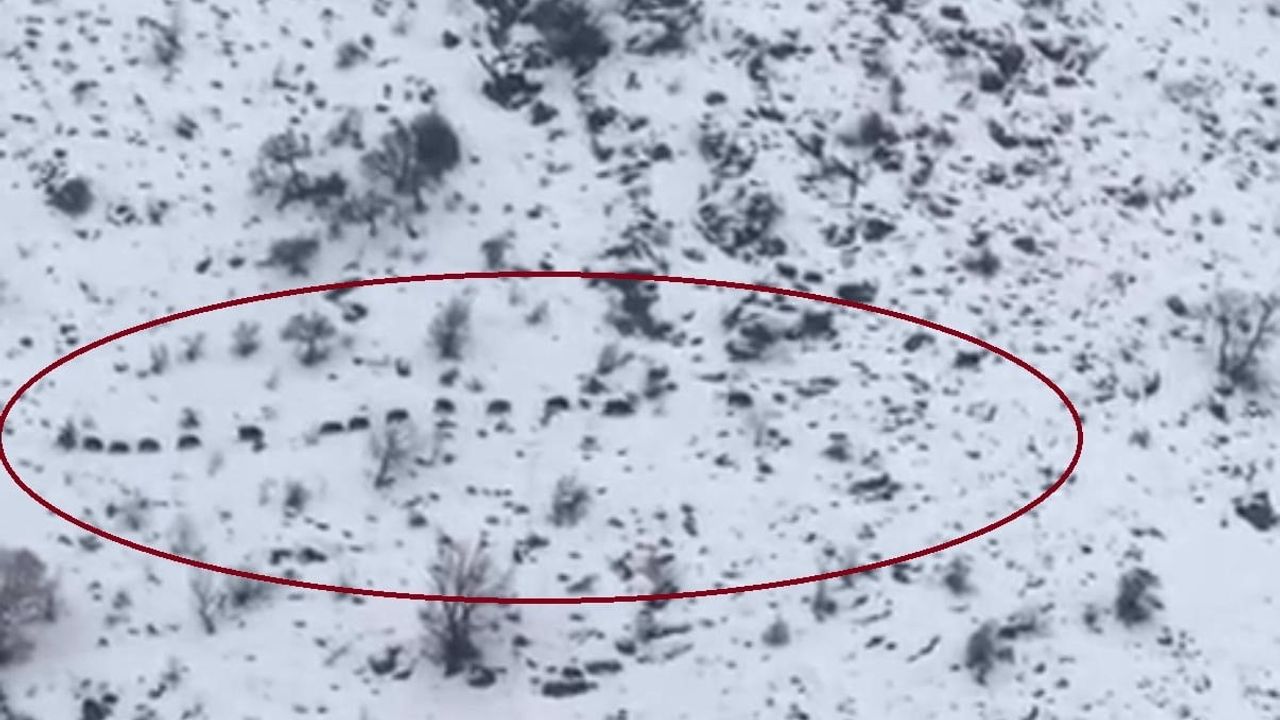 Diyarbakır Çüngüş'te Sürü Halinde Domuzlar Görüntülendi