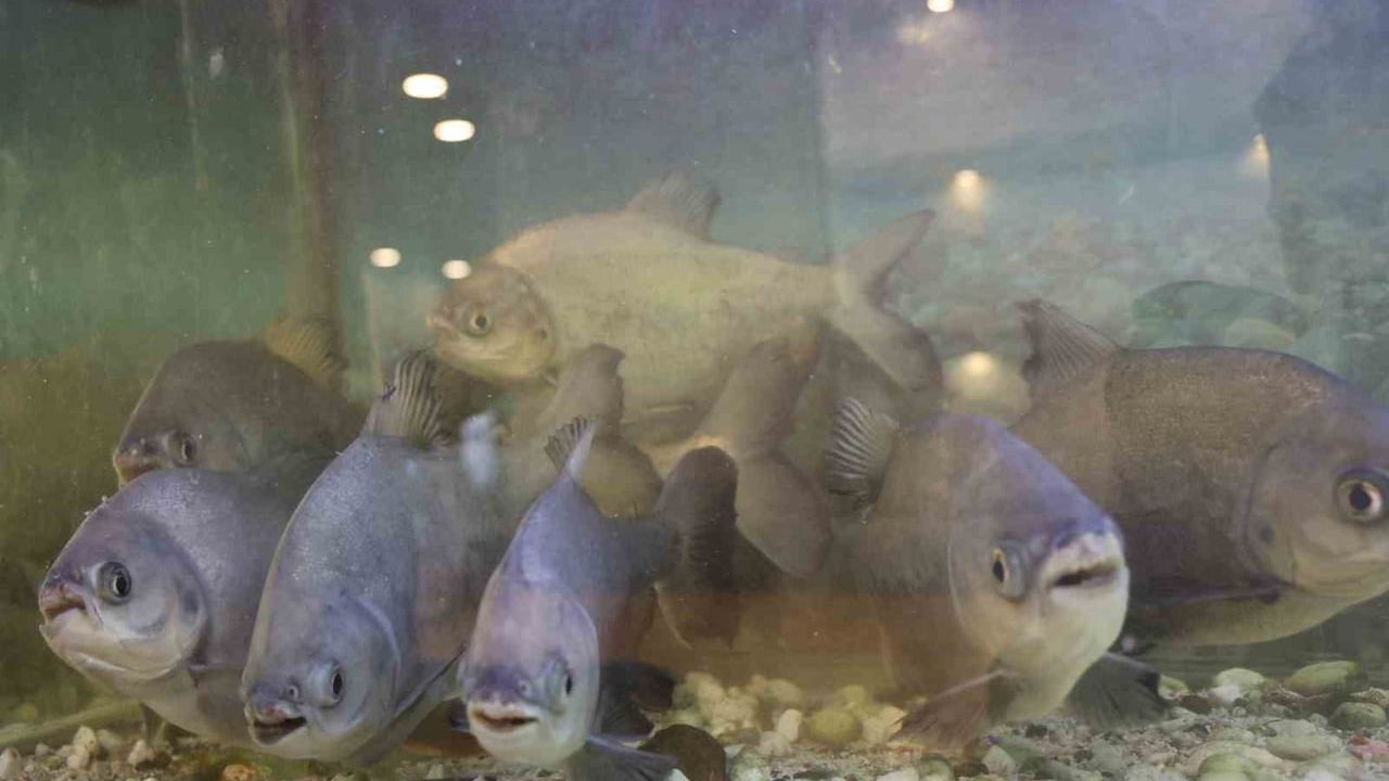 Diyarbakır'da 12 Yıldır Kelle Paça ile Beslenen 8 Pirana