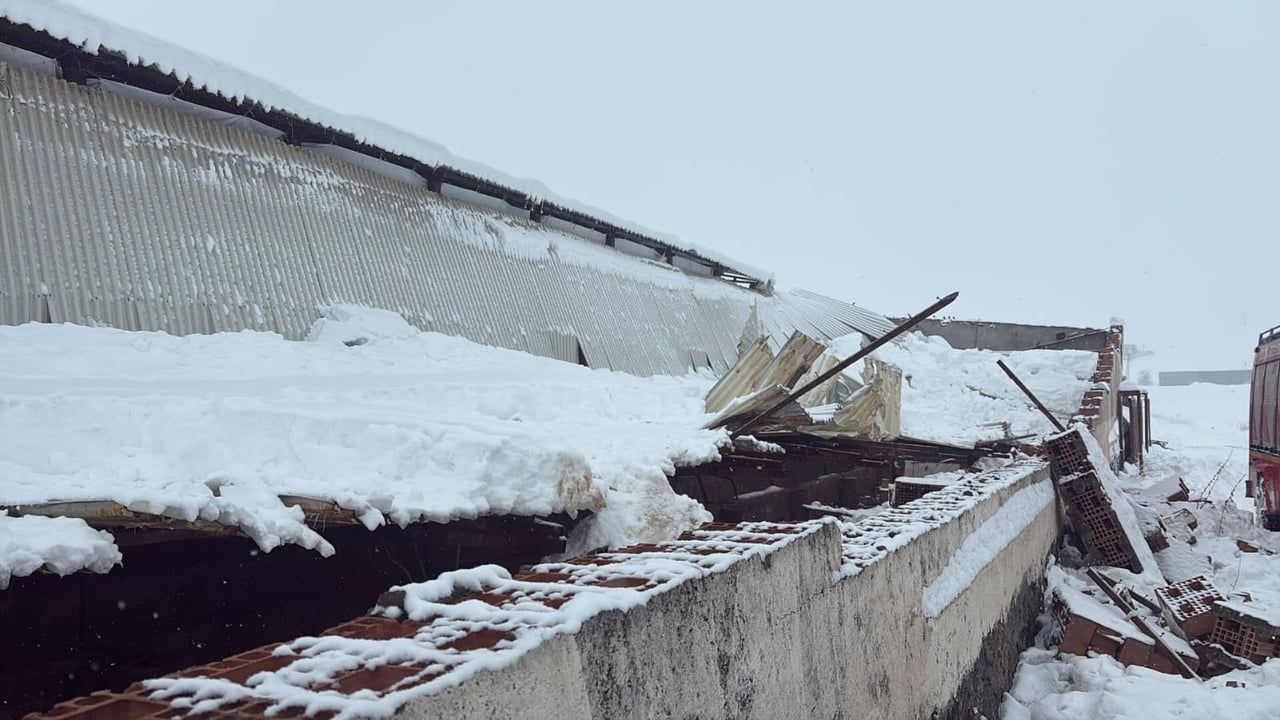 Diyarbakır'da Kar Nedeniyle Ahır Çöktü: 11 Hayvan Telef Oldu