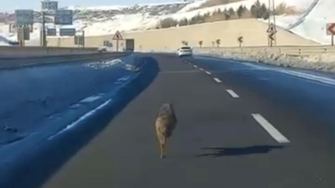 Diyarbakır'da Kurt Aracın Önünde Uzun Süre Koştu