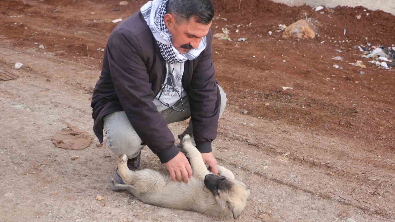 Diyarbakır’da Sokak Hayvanlarının Sessiz Kahramanı