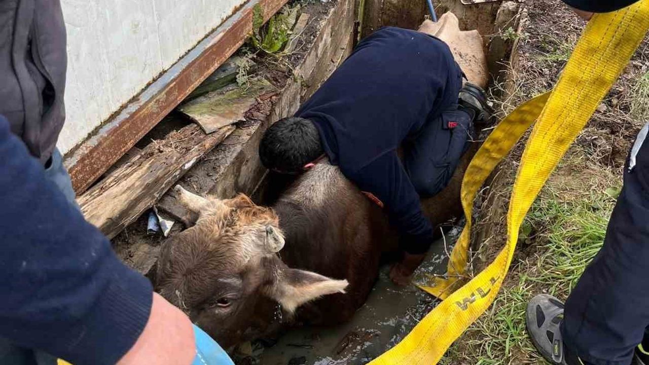 Düzce Cumayeri'de Kuyuya Düşen İnek Vinçle Kurtarıldı