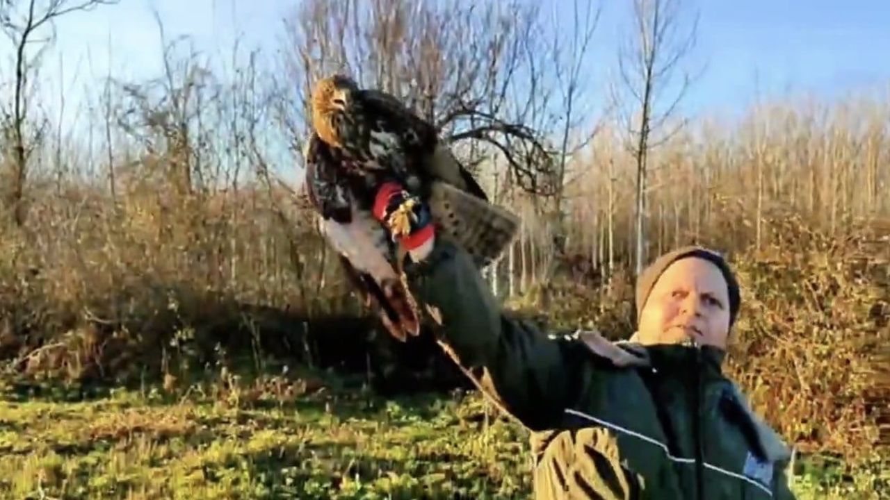 Düzce'de 211 Yaban Hayvanı Doğaya Salındı