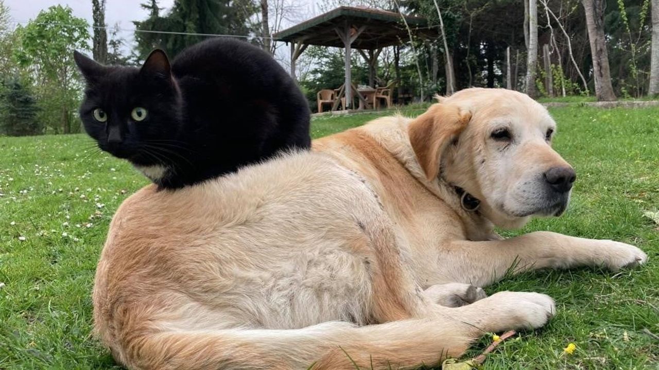 Düzce’den bin 574 ton 395 kilo kedi ve köpek maması ihracatı