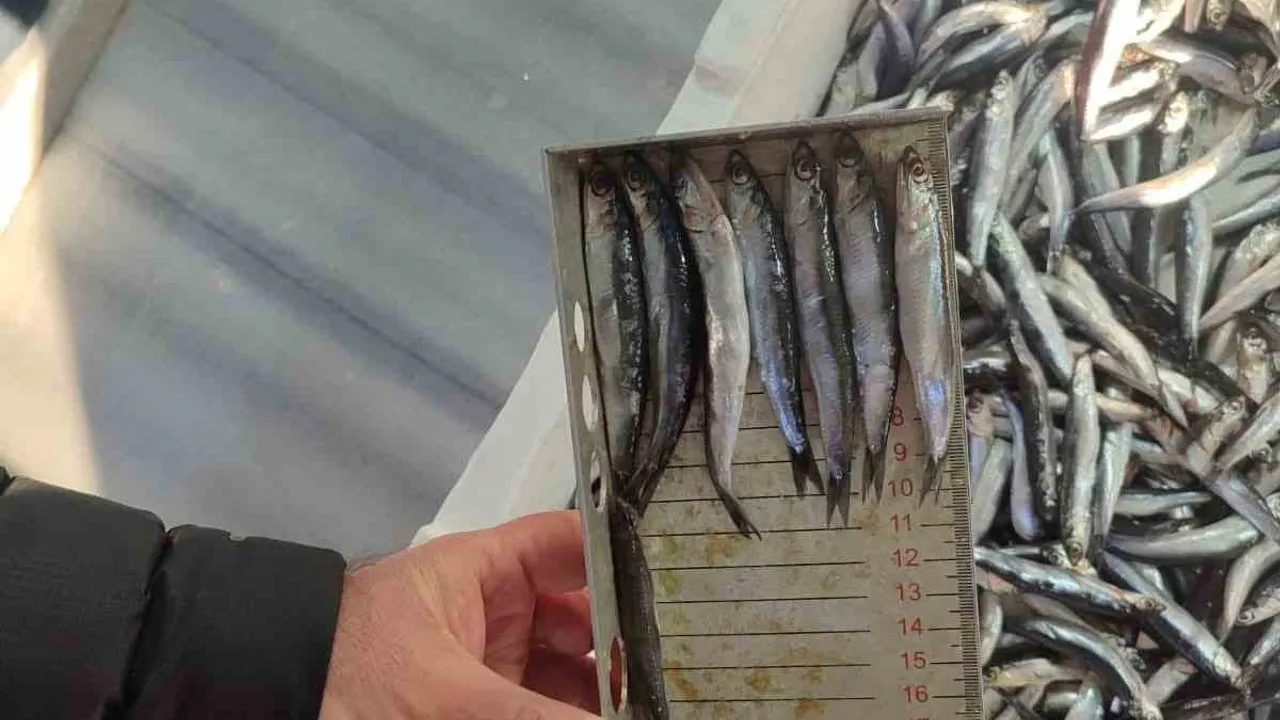 Edirne'de Balık Tezgâhları Sıkı Denetim Altında