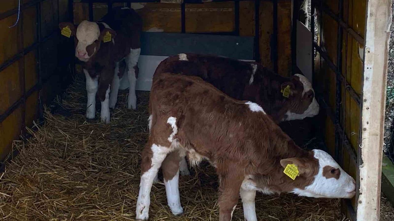 Edirne'de Üçüz Buzağılara Altınlı Tebrik