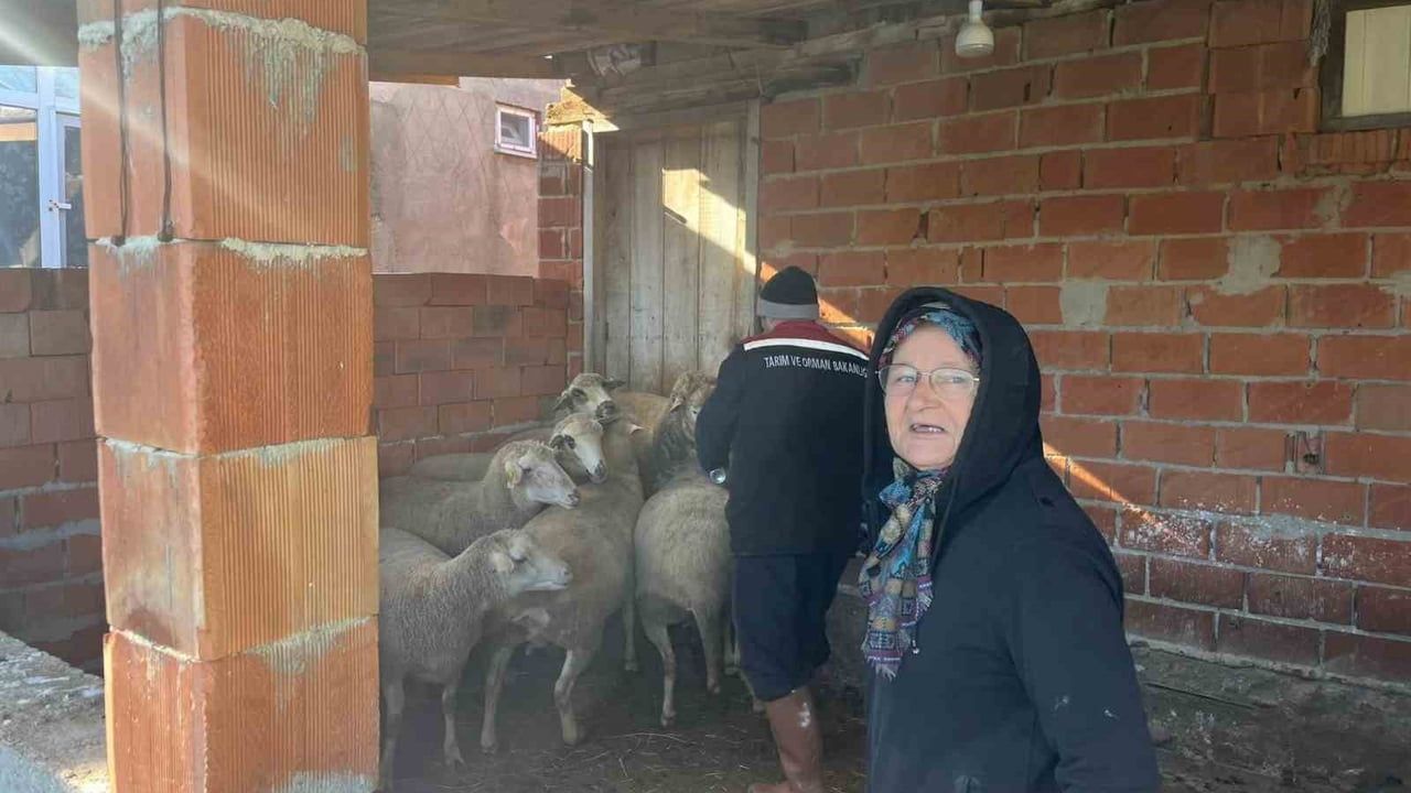 Edirne Esetçe'de Aşılama Sırasında Yeni Doğan Kuzu Sevinci