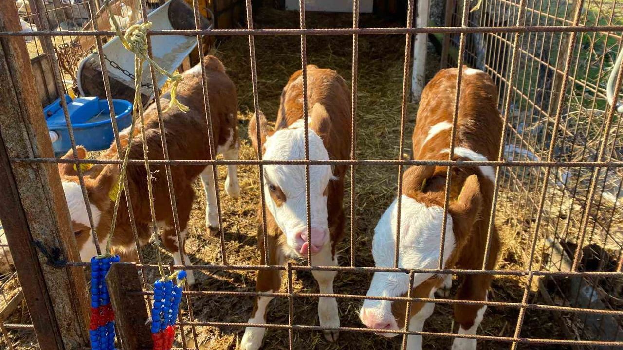 Edirne Orhaniye'de Nadir Doğum: Büyükbaş Hayvandan Üçüz Buzağı