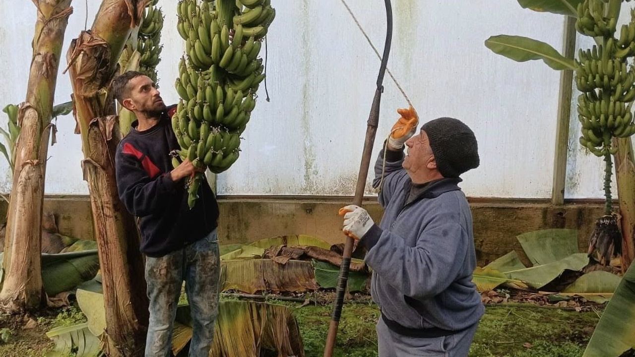 Efeler'de Muz Hasadı Başladı: Dalama'da 700 Ağaçtan 26-27 Ton Hedefi