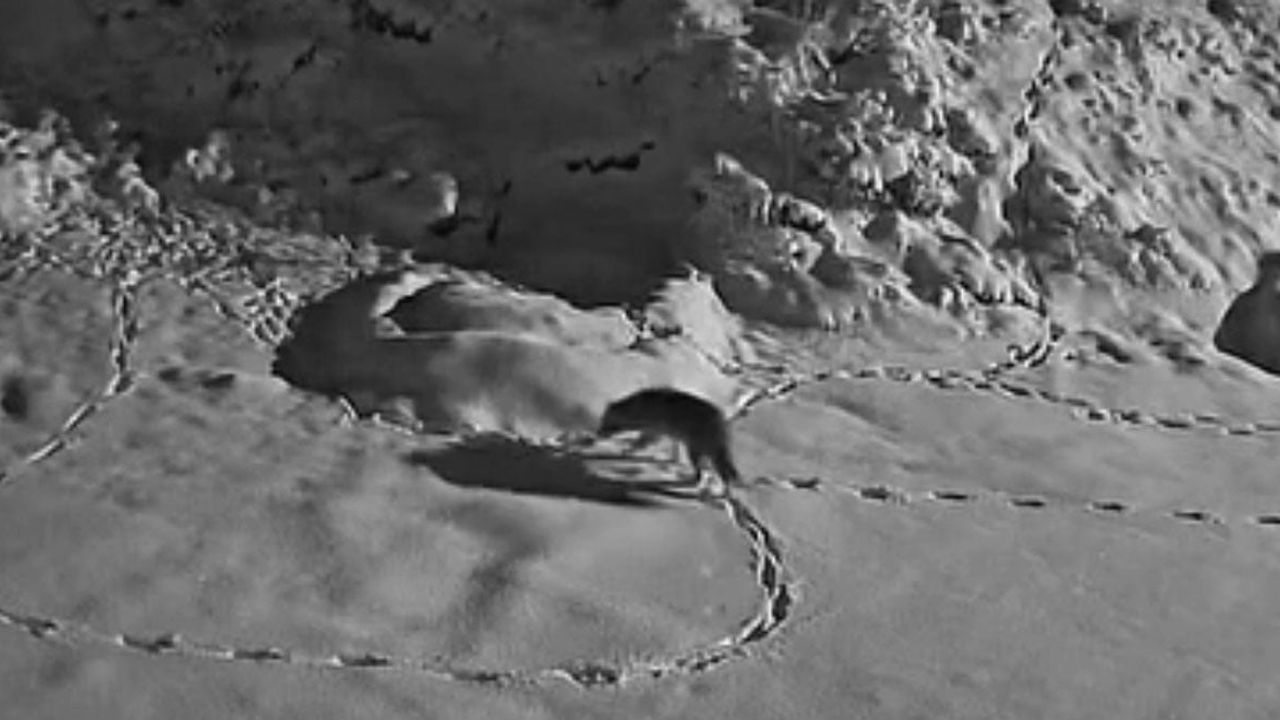 Elazığ'da Aç Kalan Kurt Kurtdere Mezrasına İndi — Güvenlik Kamerasına Yansıdı