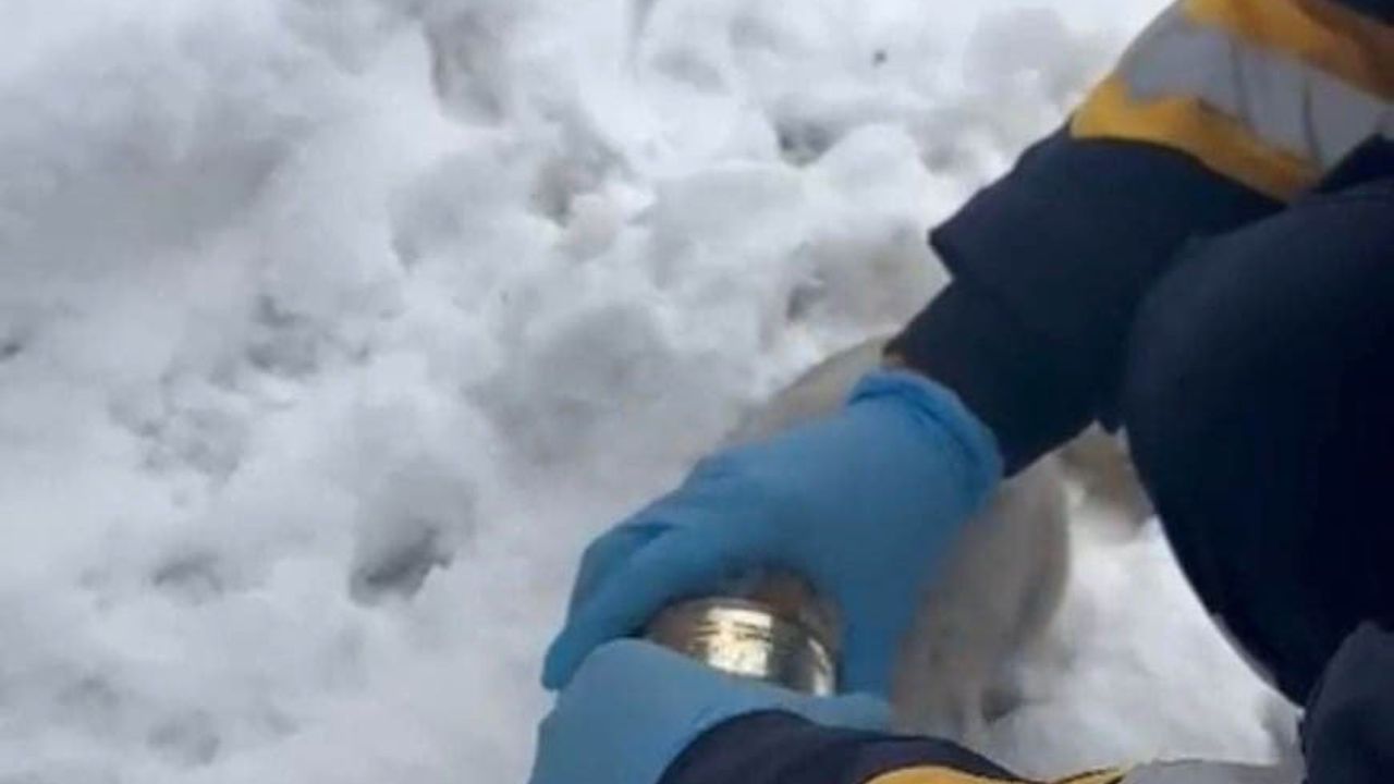 Elazığ'da Başına Konserve Sıkışan Kedi Kurtarıldı