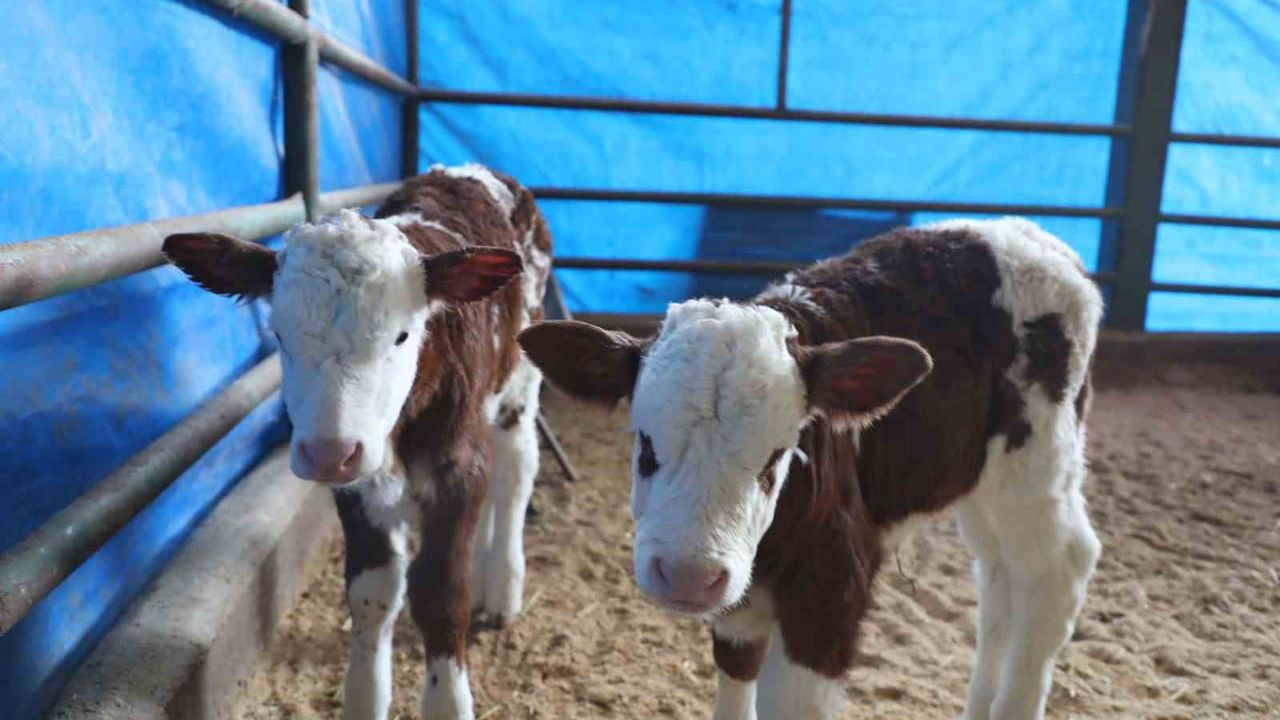 Elazığ'da Deprem Sonrası Ahır, Ağıl ve Samanlıklar Yerinde İncelendi