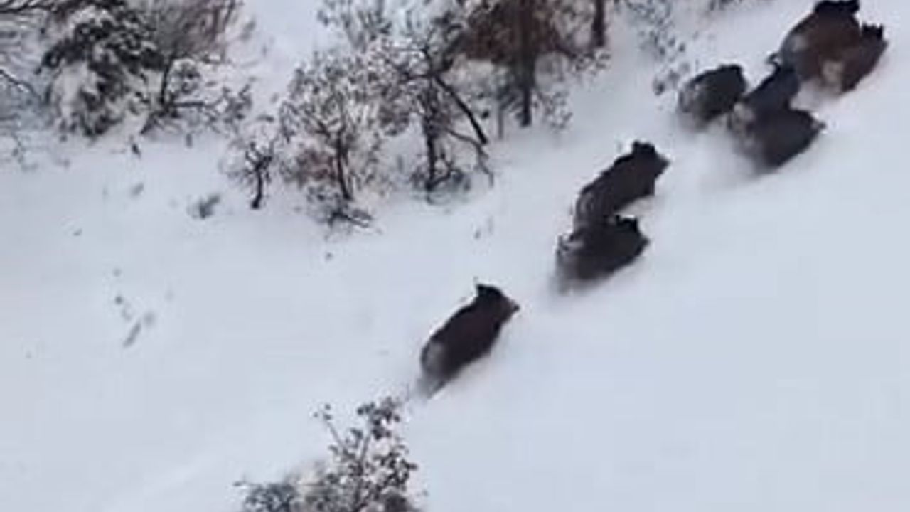 Elazığ'da Domuz Sürüsü Dronla Görüntülendi