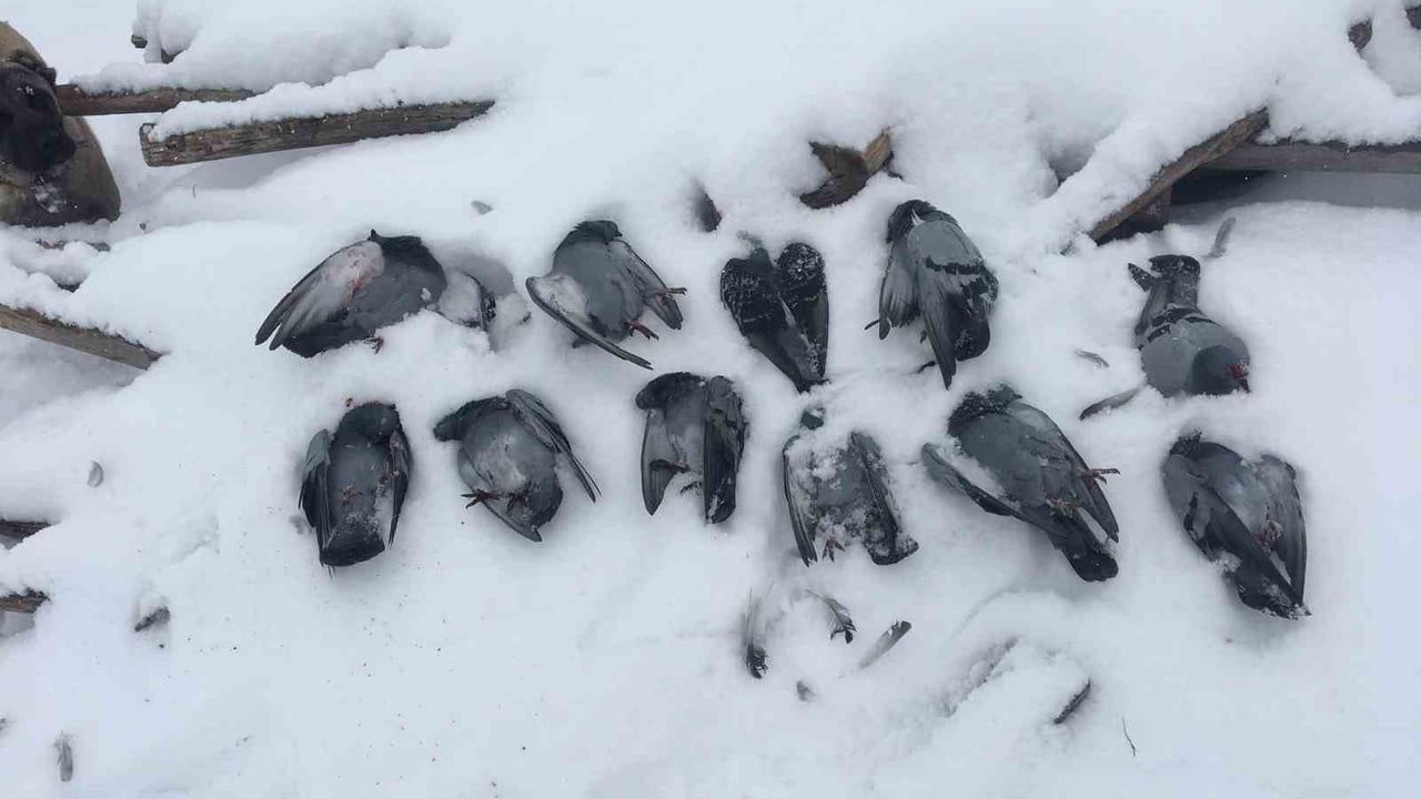 Elazığ'da Eksi 13: Salkaya'da Onlarca Güvercin Donarak Telef Oldu