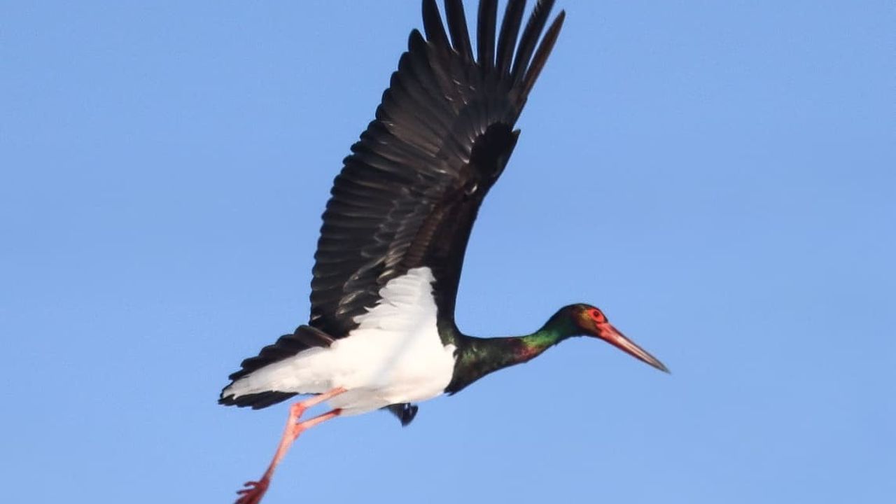 Elazığ’da Göç Etmeyi Unutan 2 Kara Leylek Fotoğraflandı