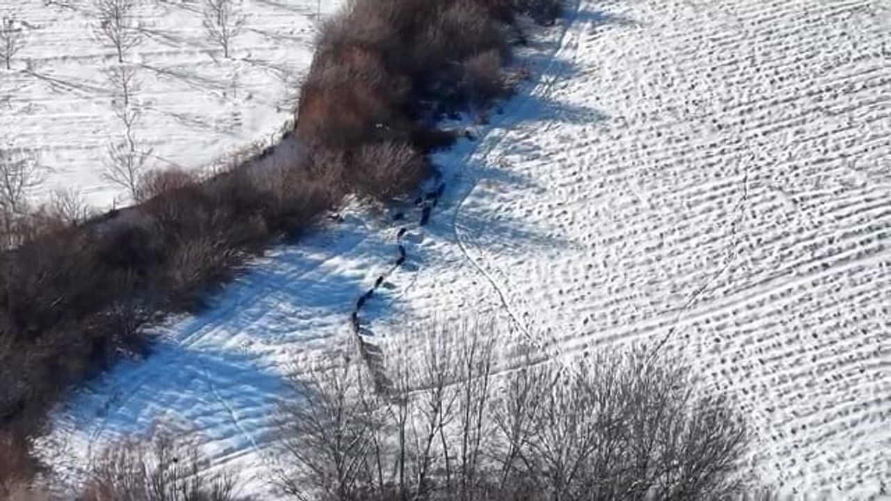 Elazığ'da Kar Üstünde Dronla Görüntülenen Domuz Sürüsü
