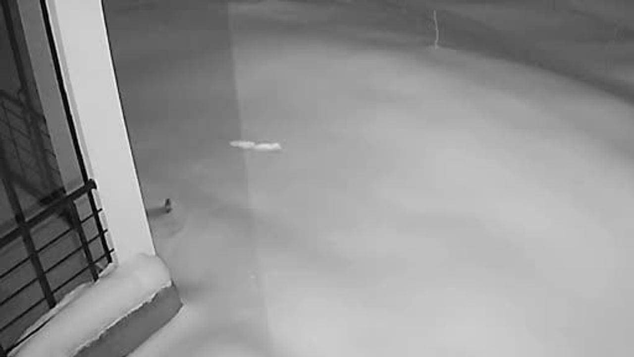 Elazığ'da Kar Yüzünden Aç Kalan Yaban Hayvanları Köye İndi