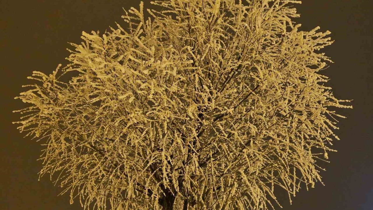 Elazığ'da Kırağı ve Yoğun Sis: Ağaçlar Buz Kristalleriyle Kaplandı