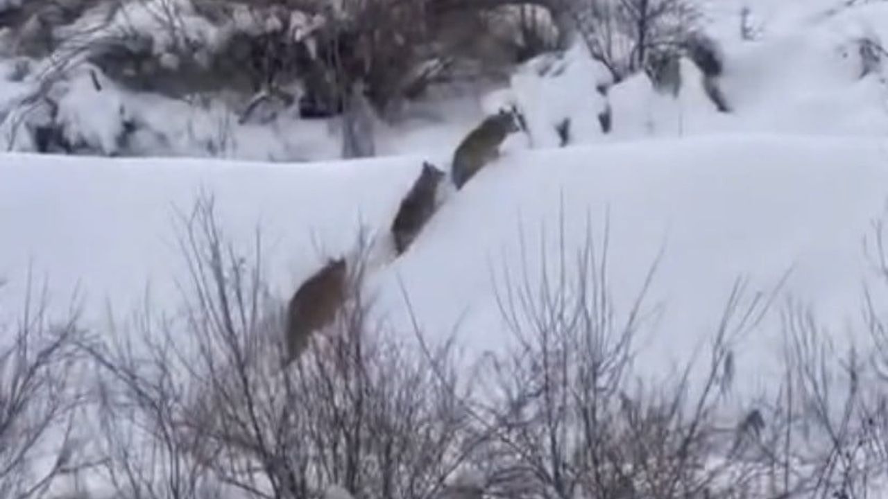 Elazığ'da Kurt Sürüsü Tarlatepe Mezrasında Görüntülendi