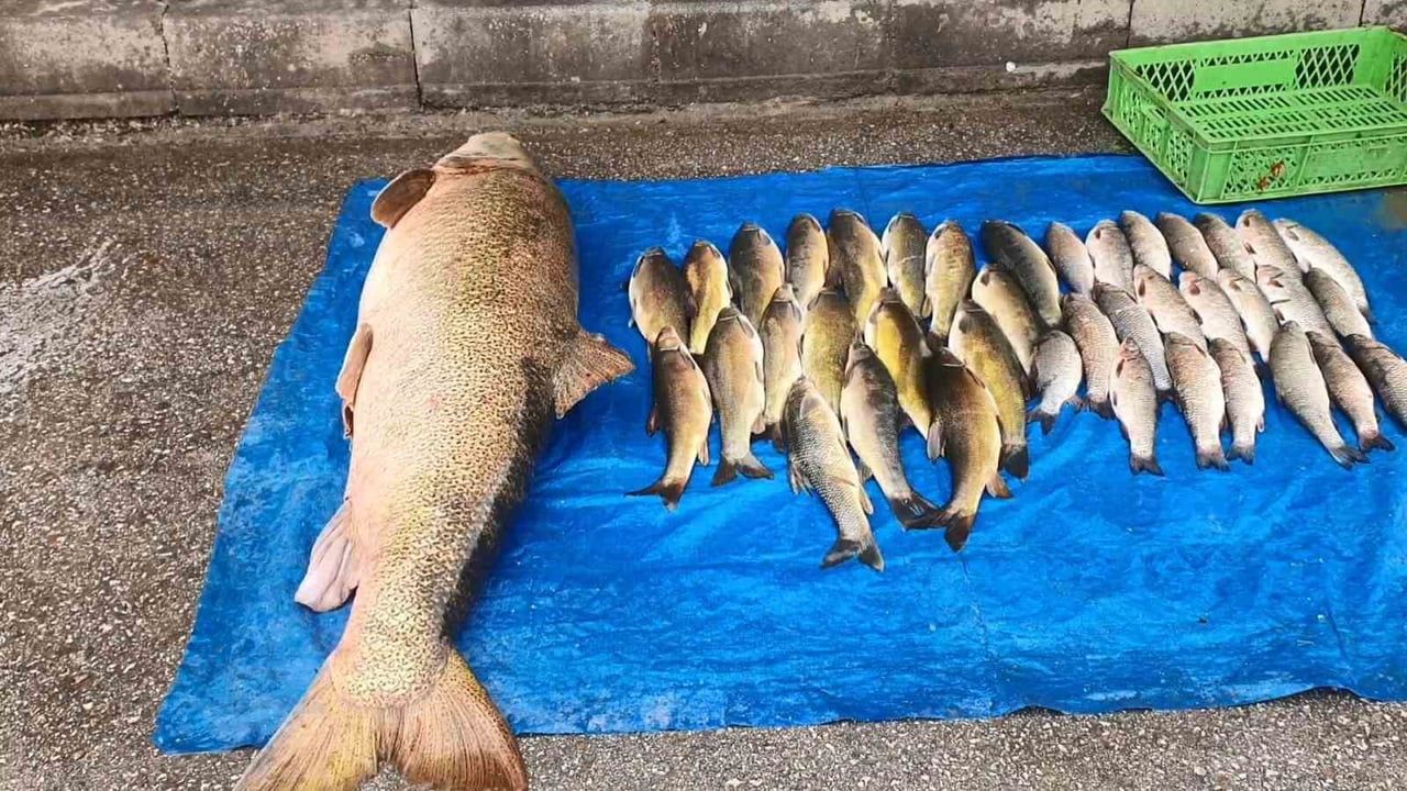 Elazığ'da Murat Nehri'nde 52 kilogramlık dev turna yakalandı