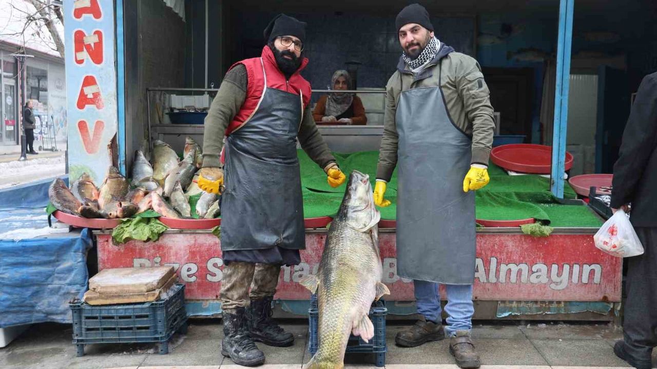 Elazığ'da Murat Nehri'nde 78 kilogramlık dev turna balığı yakalandı