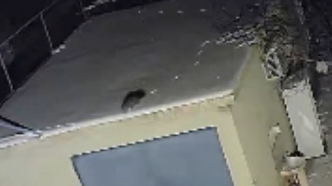 Elazığ'da nesli tükenme tehlikesi altındaki sansar güvenlik kamerasında