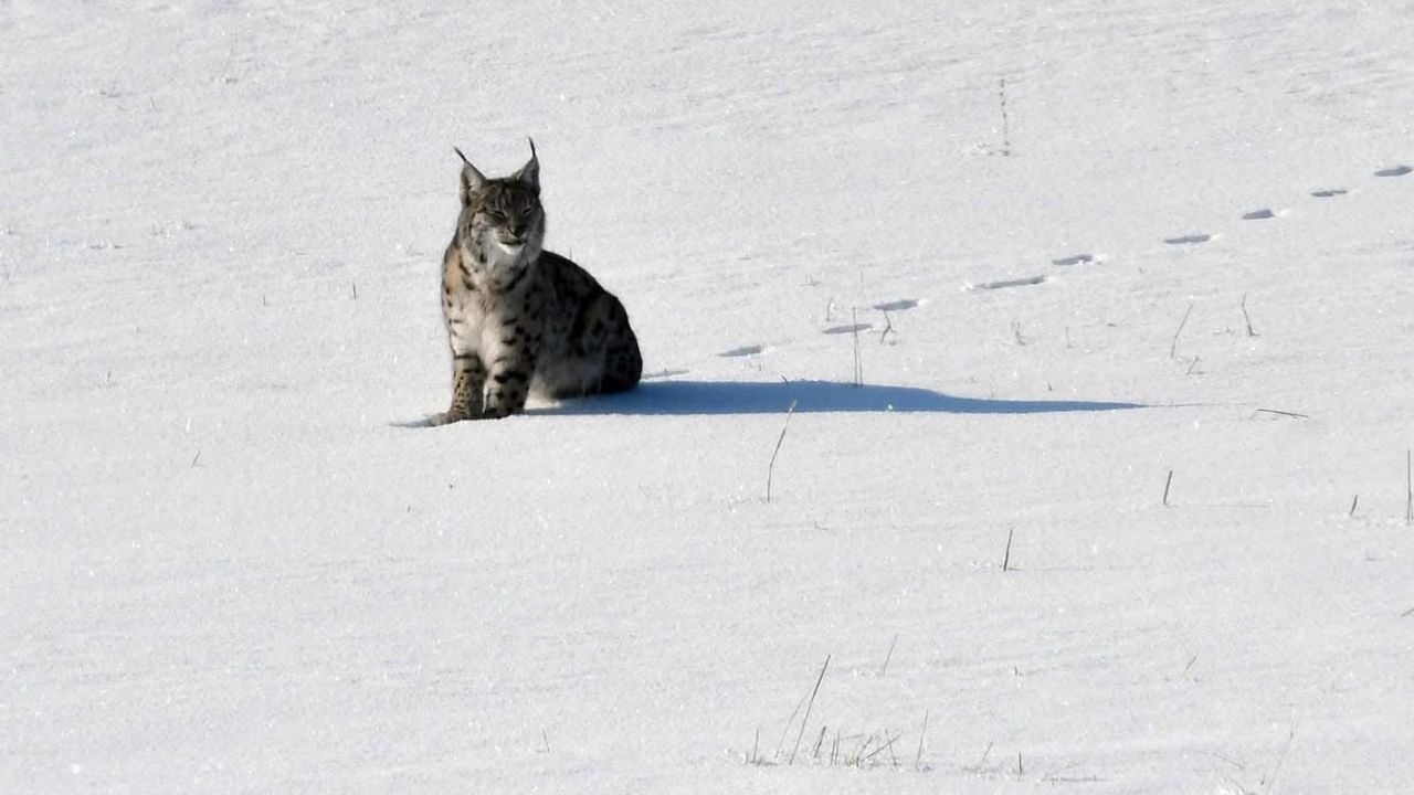 Elazığ'da Vaşak Ailesi Karla Kaplı Arazide Fotoğraflandı