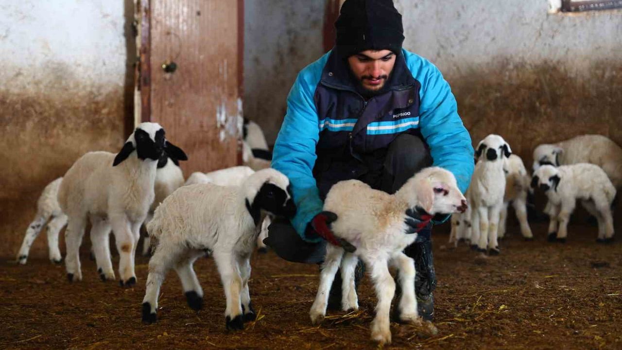 Elazığ'da Yeni Yıl Bereketi: Soğuk Hava Kuzulama Dönemini Öne Çıkardı