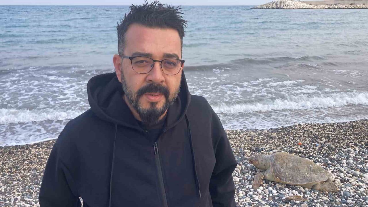Erdemli'de Halk Plajına Telef Olan Caretta Caretta Vurdu