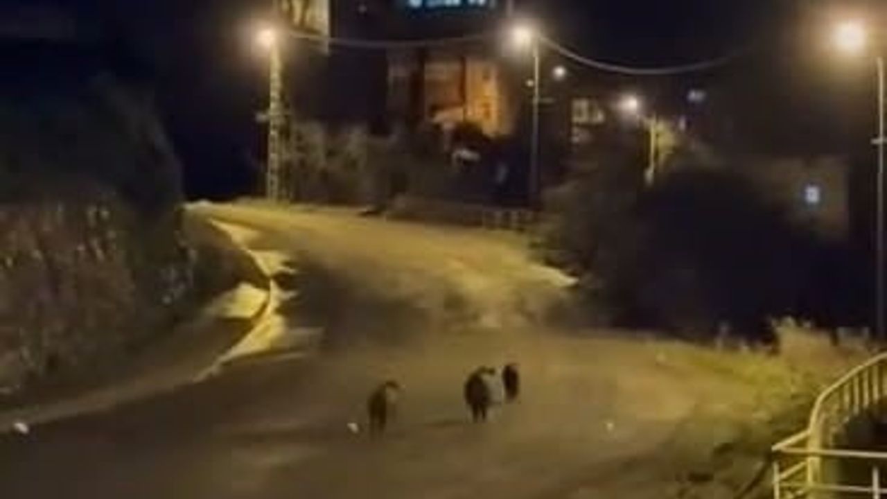 Ereğli'de 3 Yaban Domuzu Bağlık Mahallesi'nde Sokaklara İndi