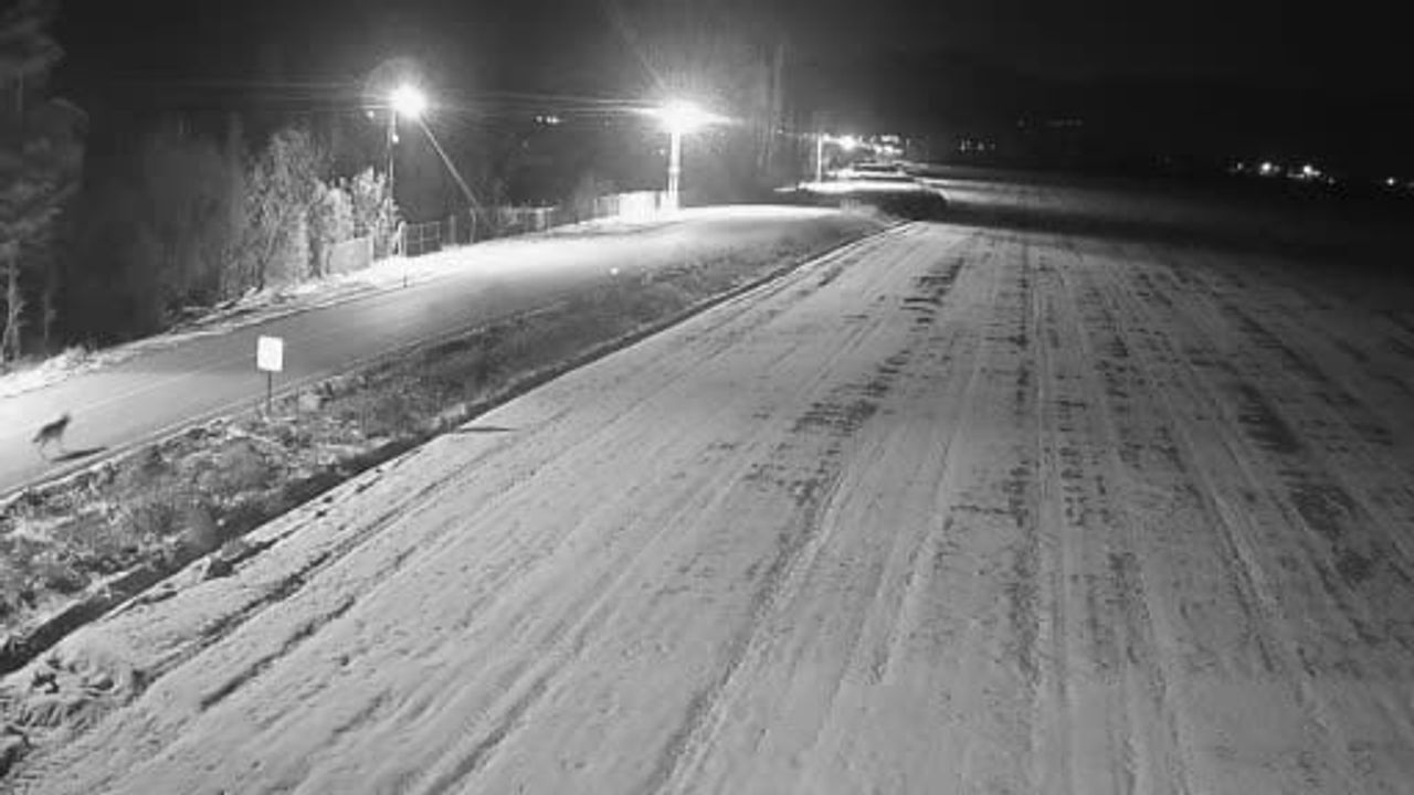 Ereğli’de Kurt Sürüsü Şehir Merkezine Yakın Görüntülendi