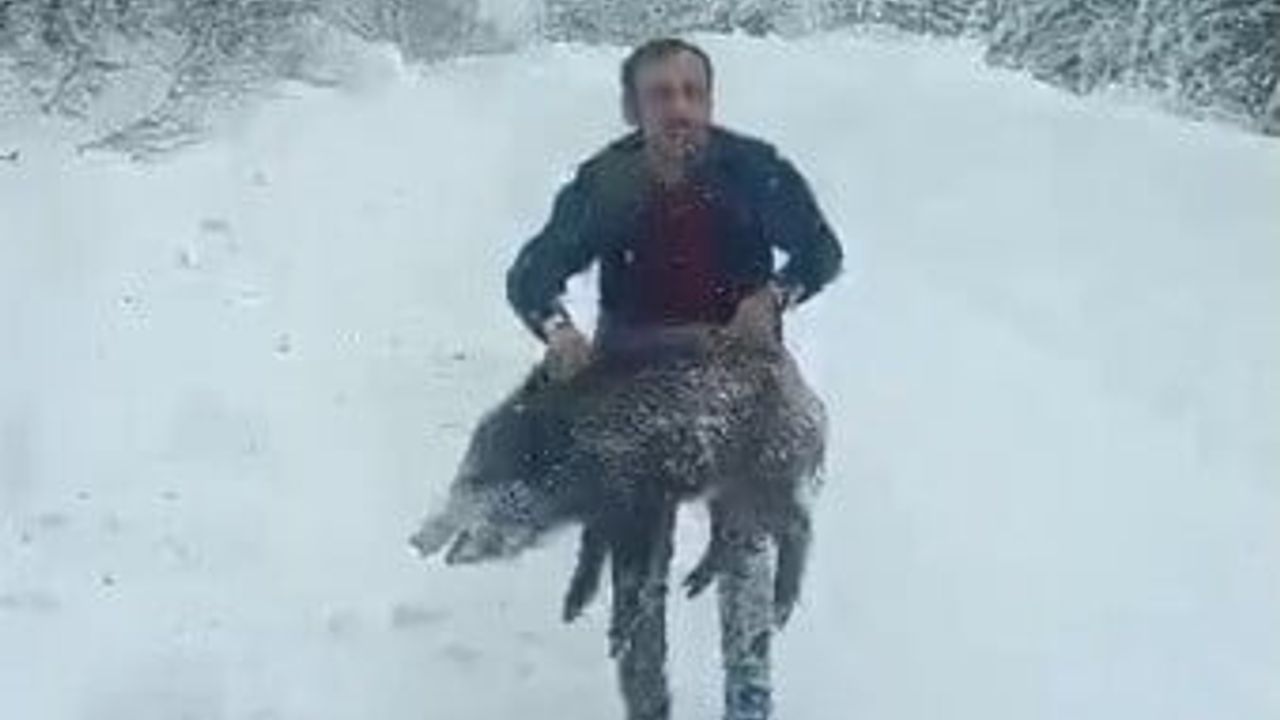 Erfelek'te karlı yolda yavru yaban domuzunu eliyle yakalayan Şenel Yılmaz konuştu