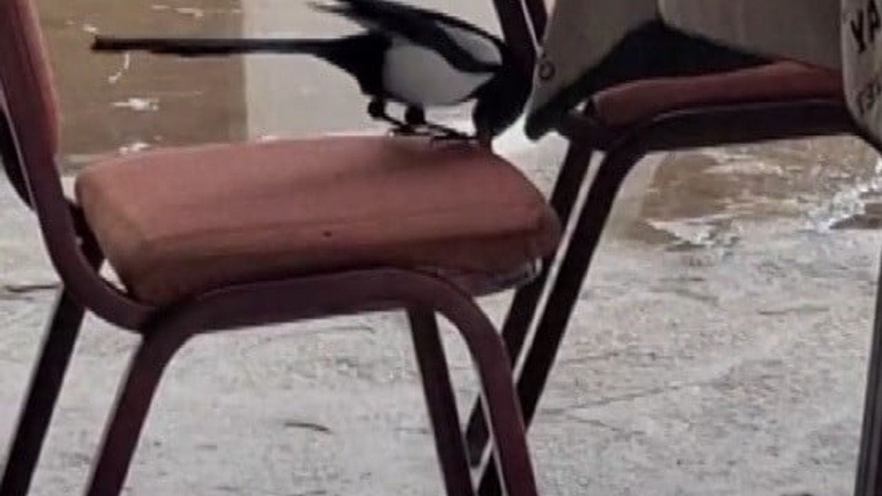 Erzincan Çağlayan'da Kahvede Saksağanın Zekâ Gösterisi