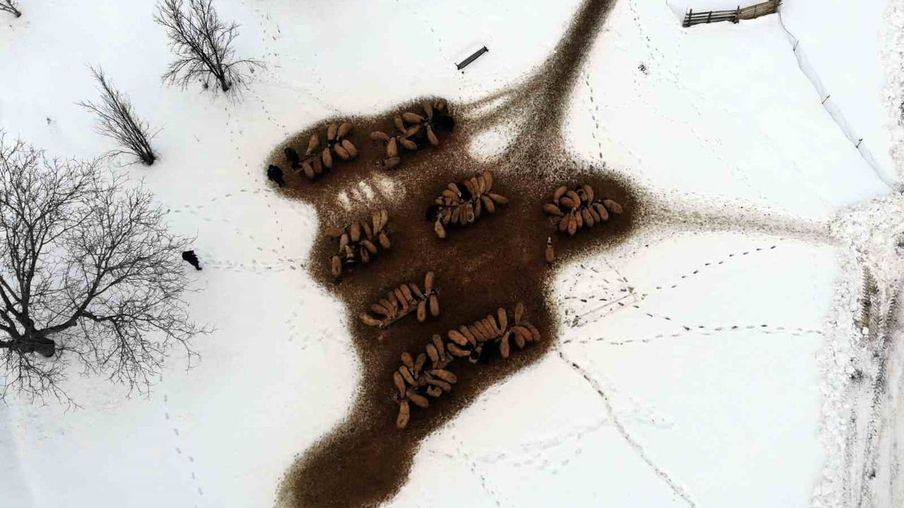 Erzincan'da Besiciler Gece Nöbetinde: Kuzulama Zorluğu