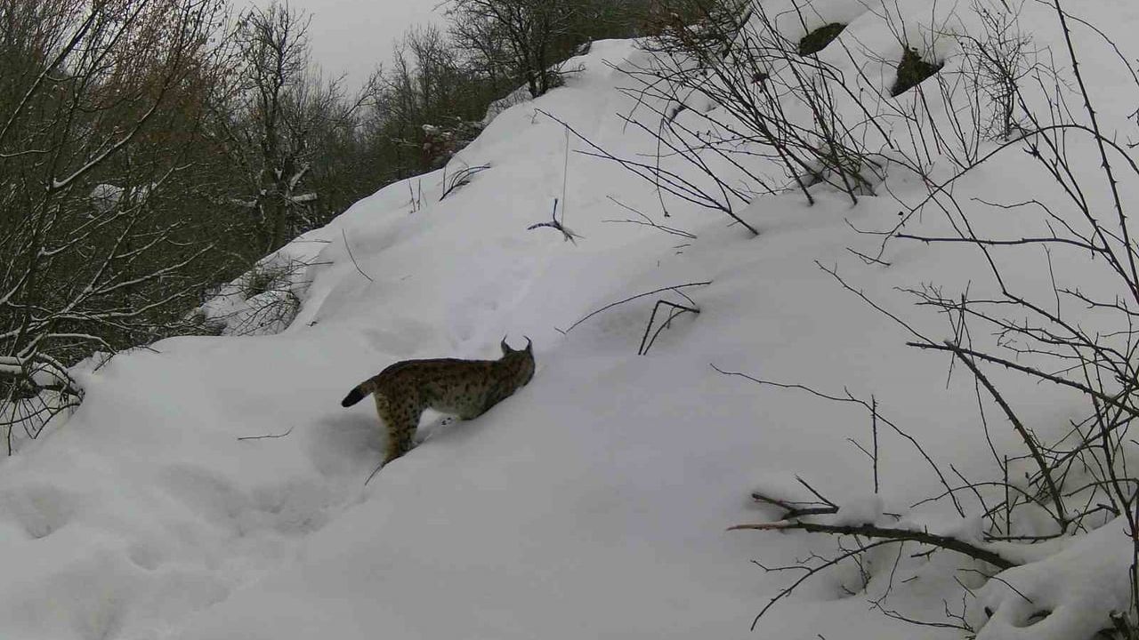 Erzincan'da Fotokapanlar Vaşaktan Kurda Yaban Hayatını Kaydetti