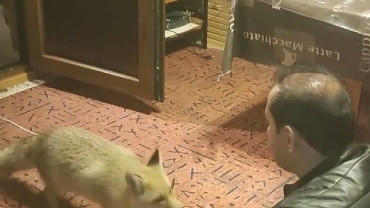 Erzincan'da İlginç Dostluk: Tilkiyi Eliyle Besleyen İşadamı