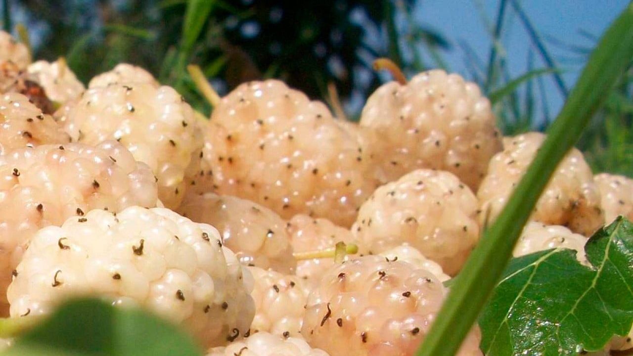 Erzincan’da Kapama Dut Bahçesi: Üreticiye yüzde 50 hibe