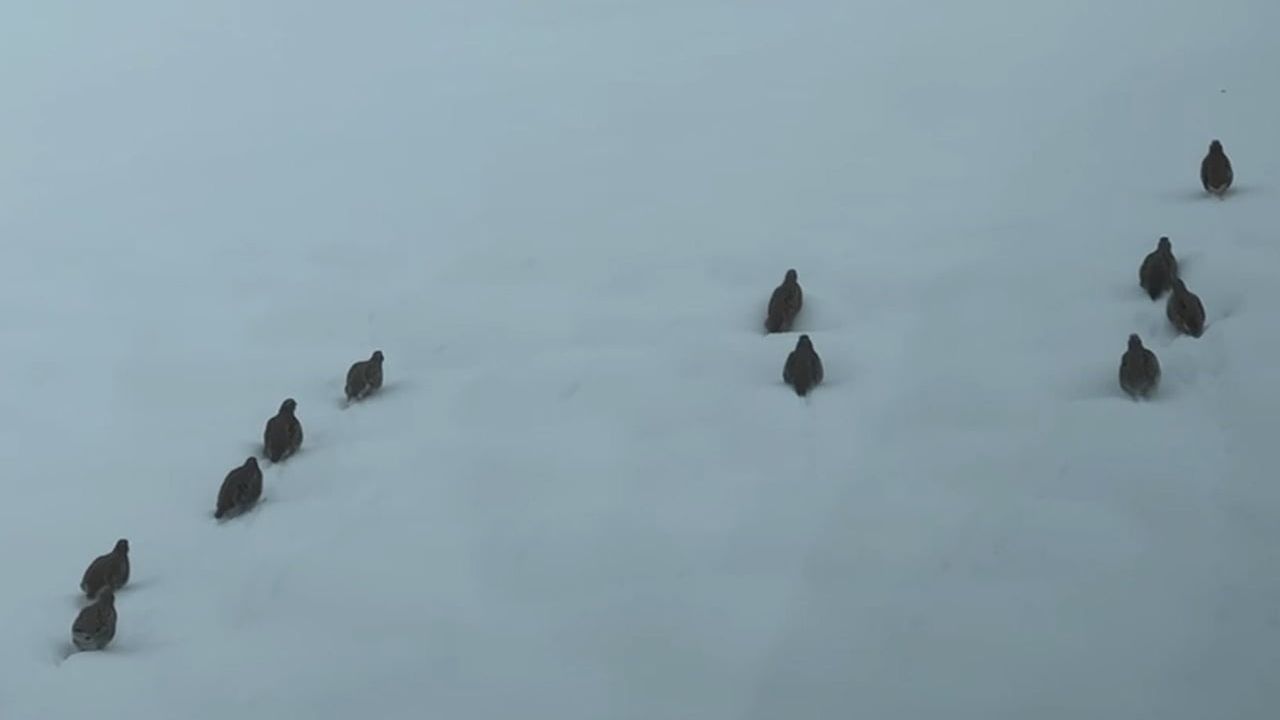 Erzincan'da Keklik ve Tavşan Avı Sona Erdi