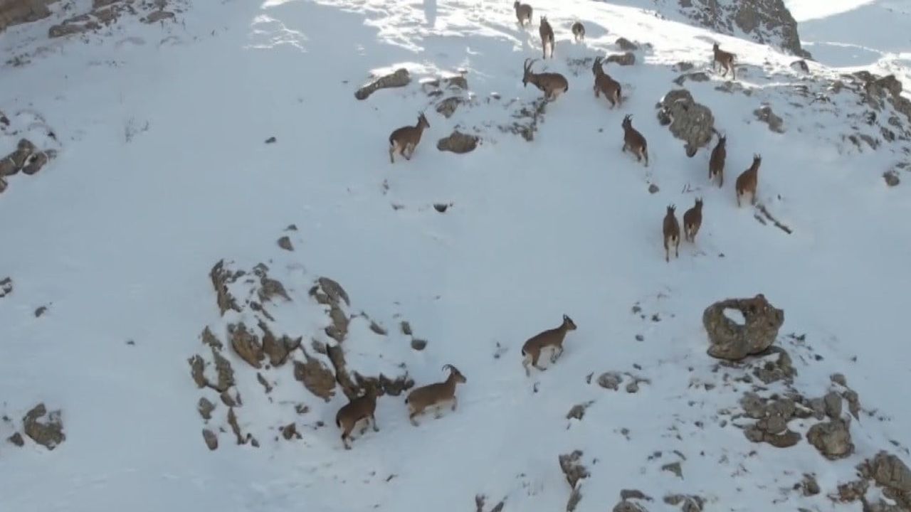 Erzincan Munzur Dağları'nda Drone ile Görüntülenen Dağ Keçileri