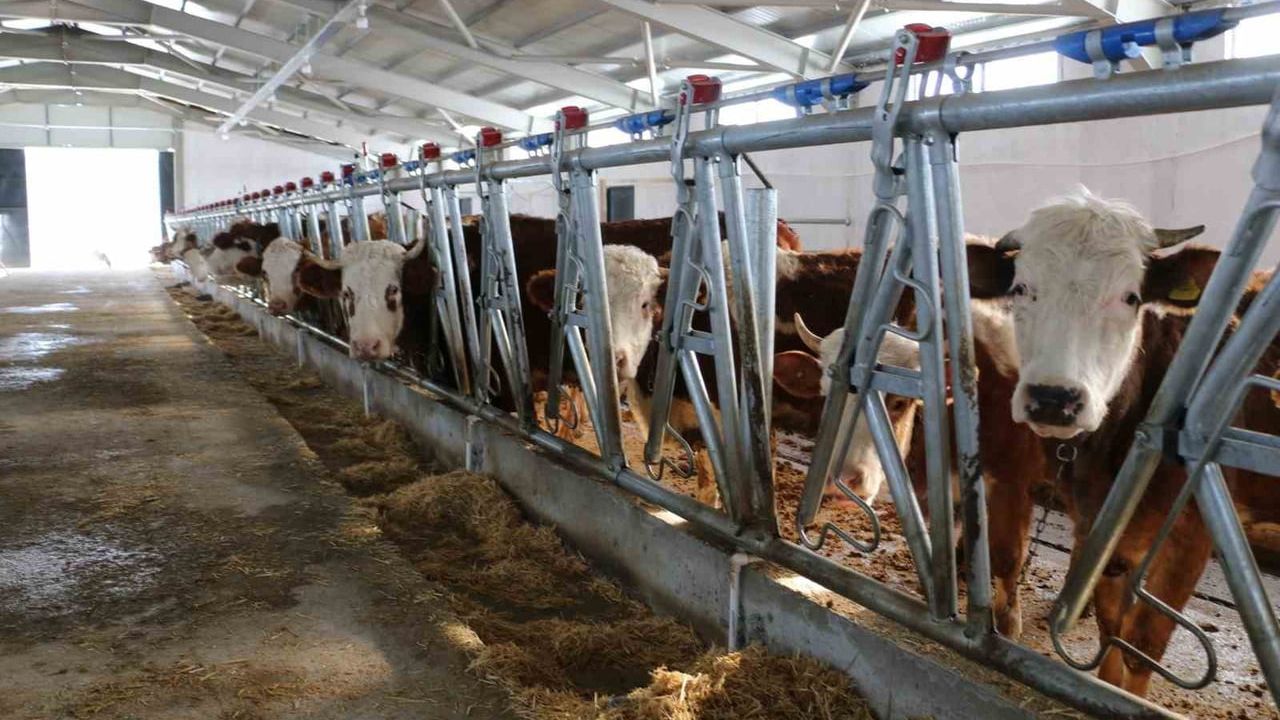 Erzincan Üzümlü'de KKYDP Destekli 65 Büyükbaşlık Tesis Üretime Başladı