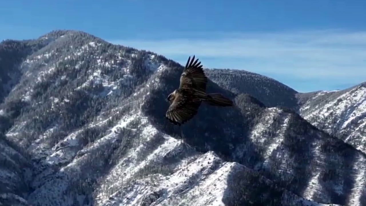 Erzurum'da 1700 Rakımda Sakallı Akbaba Dronla Görüntülendi