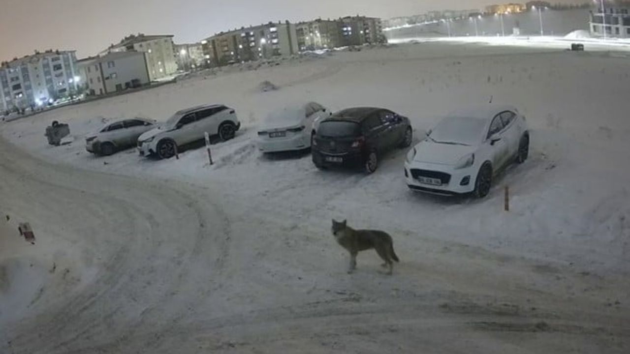 Erzurum'da Kurt Kent Merkezine İndi: Palandöken Yıldızkent'te Güvenlik Kamerasına Yansıdı