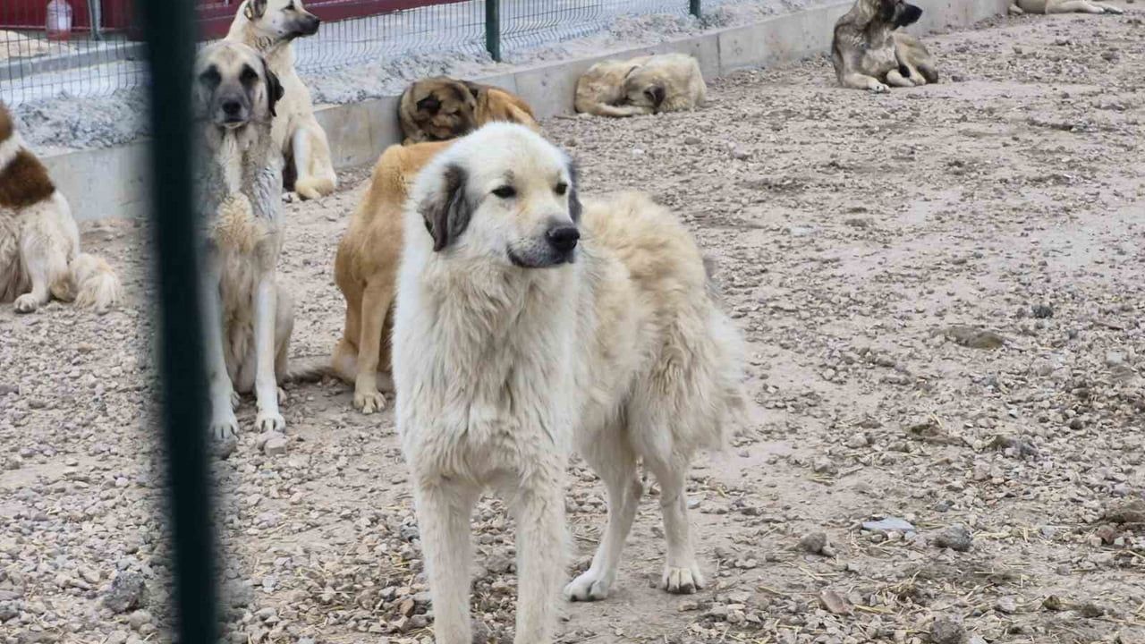 Eskişehir barınak skandalı: Aç kalan köpeklerin birbirini parçaladığı iddiası
