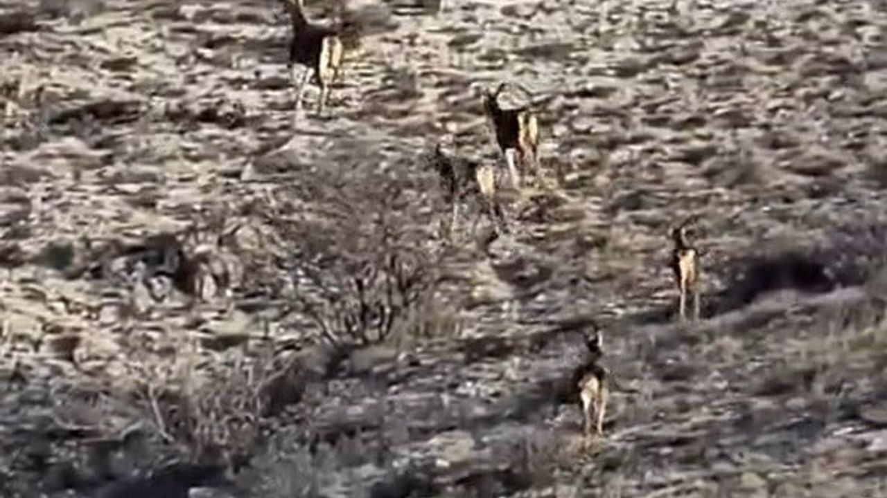 Eskişehir’de 8 Geyik Sarıyer Barajı Kenarında Görüntülendi