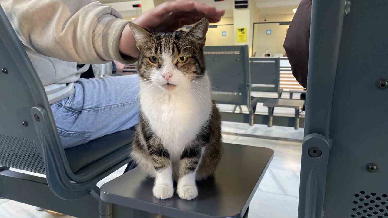 Eskişehir'de Çatıda 'Mahsur' Gibi Bağıran Kedi Yine Görüntülendi
