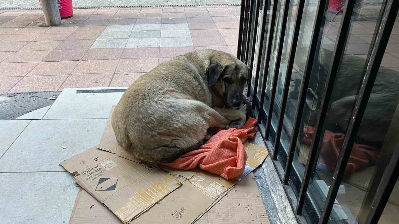 Eskişehir'de Dondurucu Soğuk Sokak Hayvanlarının Yaşamını Zorluyor
