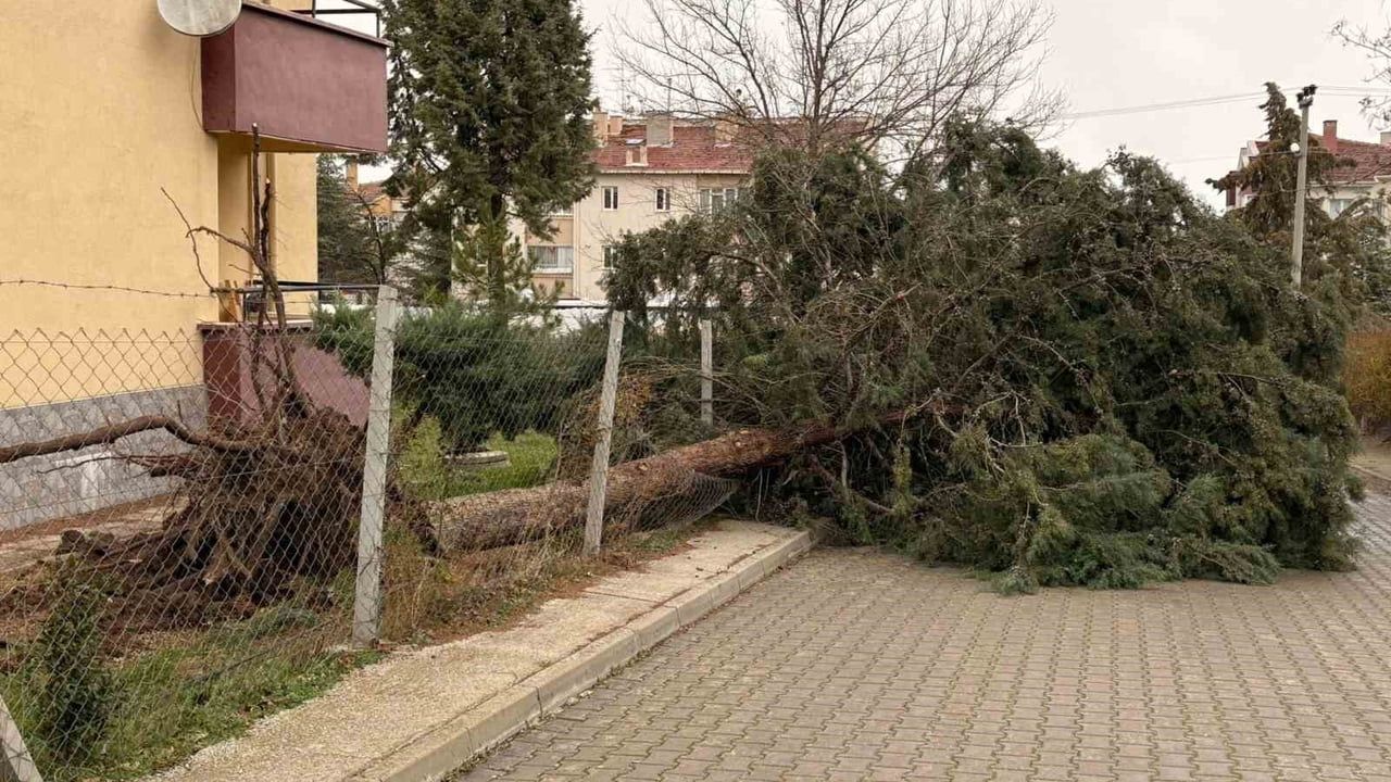Eskişehir'de Fırtına 75. Yıl Mahallesi'ni Vurdu: Ağaçlar Devrildi, Pazar Çatısı Hasar Aldı
