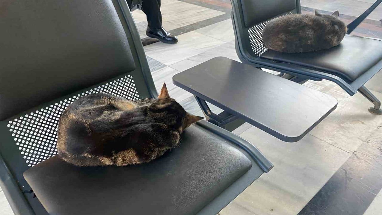 Eskişehir'de Soğuktan Üşüyen Sokak Kedileri Tren Garında Isındı