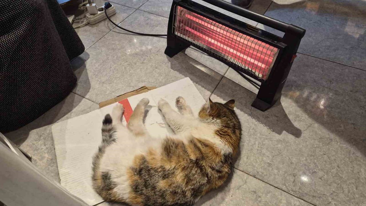 Eskişehir'de Sokak Kedisi Bakkalın Elektrikli Isıtıcısında Uyudu